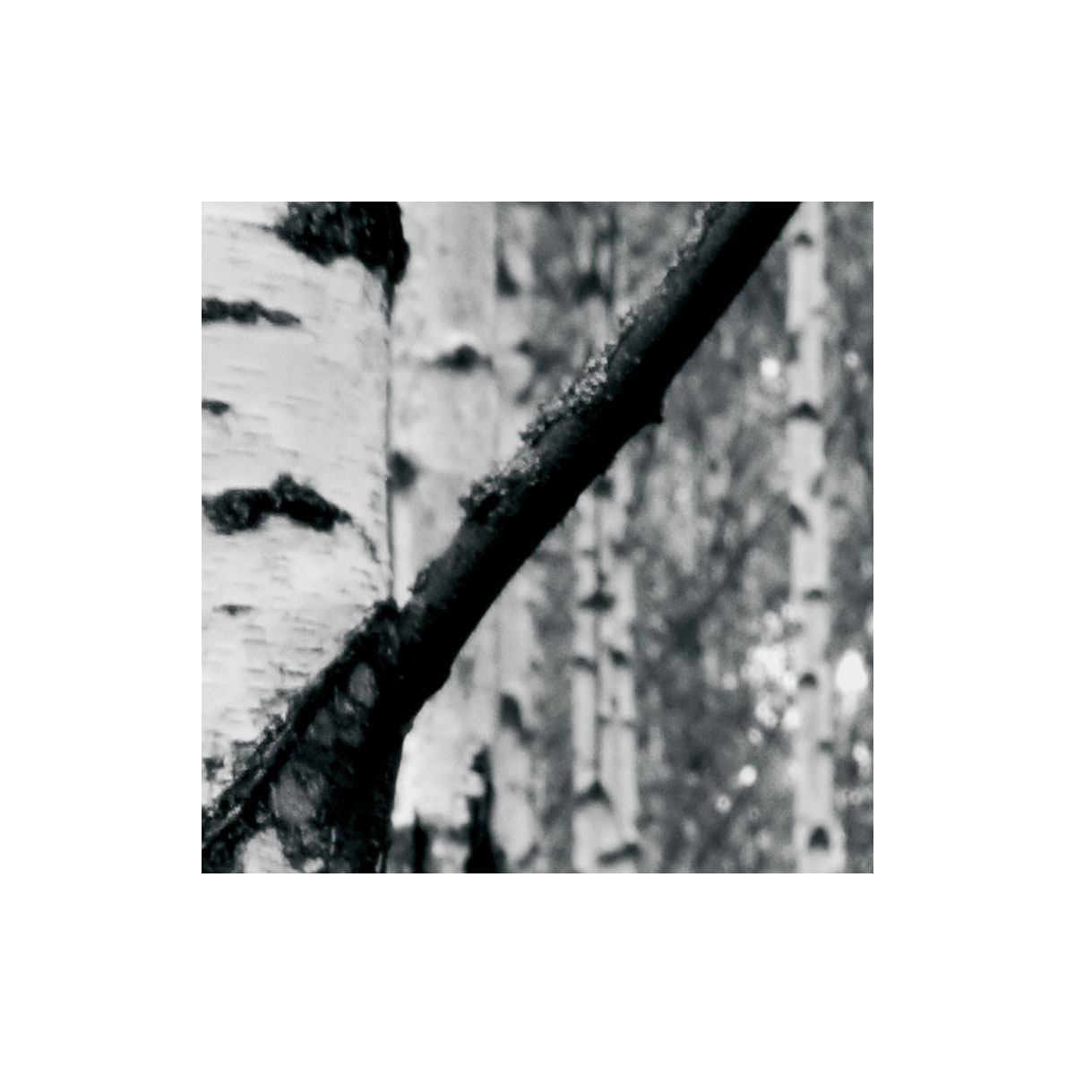 Komar  Vlies Fototapete Woods 400x270 cm Bild 7