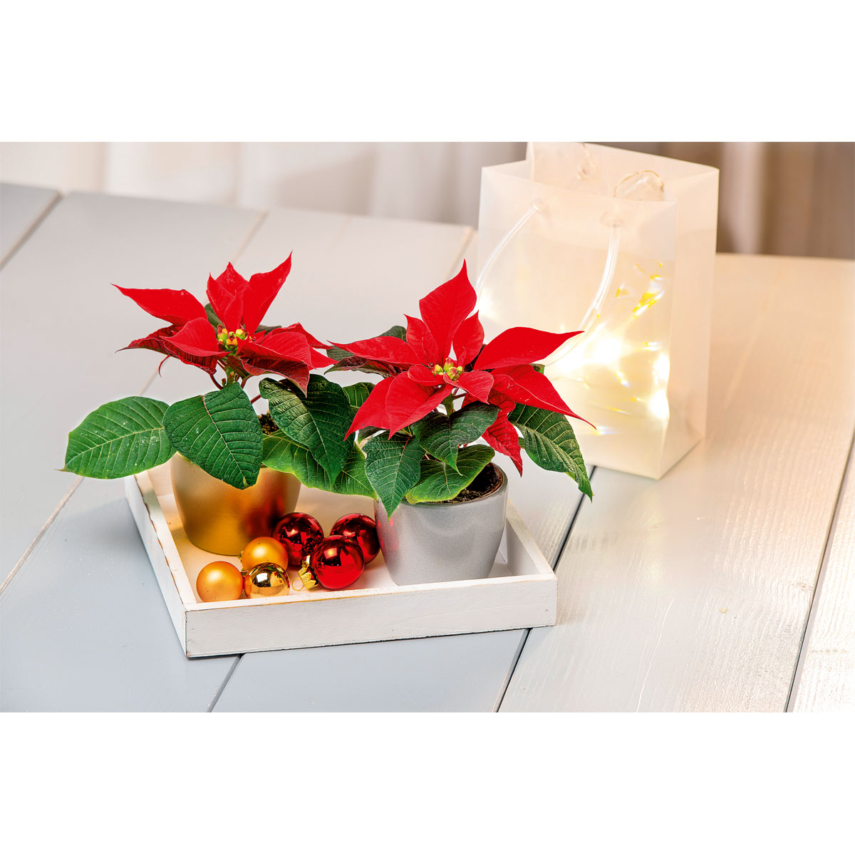 Plantiflor  Weihnachtsstern Mini