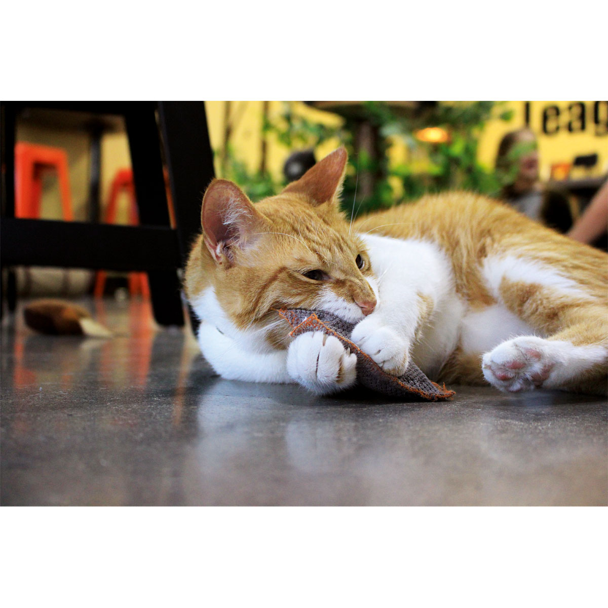 Schmusekissen Classic mit Katzenminze versch Farben Bild 6