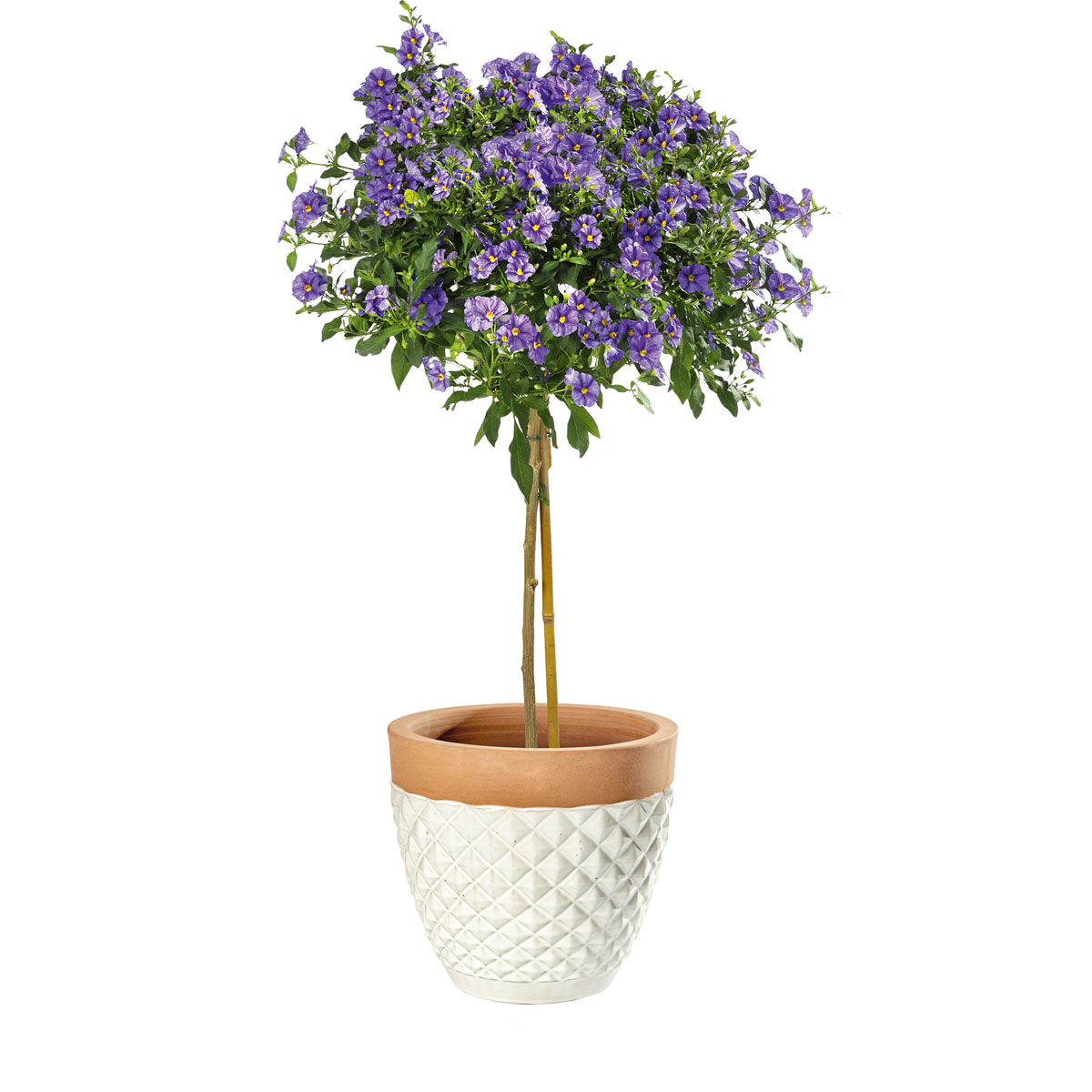 Haveson Pflanztopf Diamond weiß glasiert Durchmesser 24 x 23 cm Bild 2