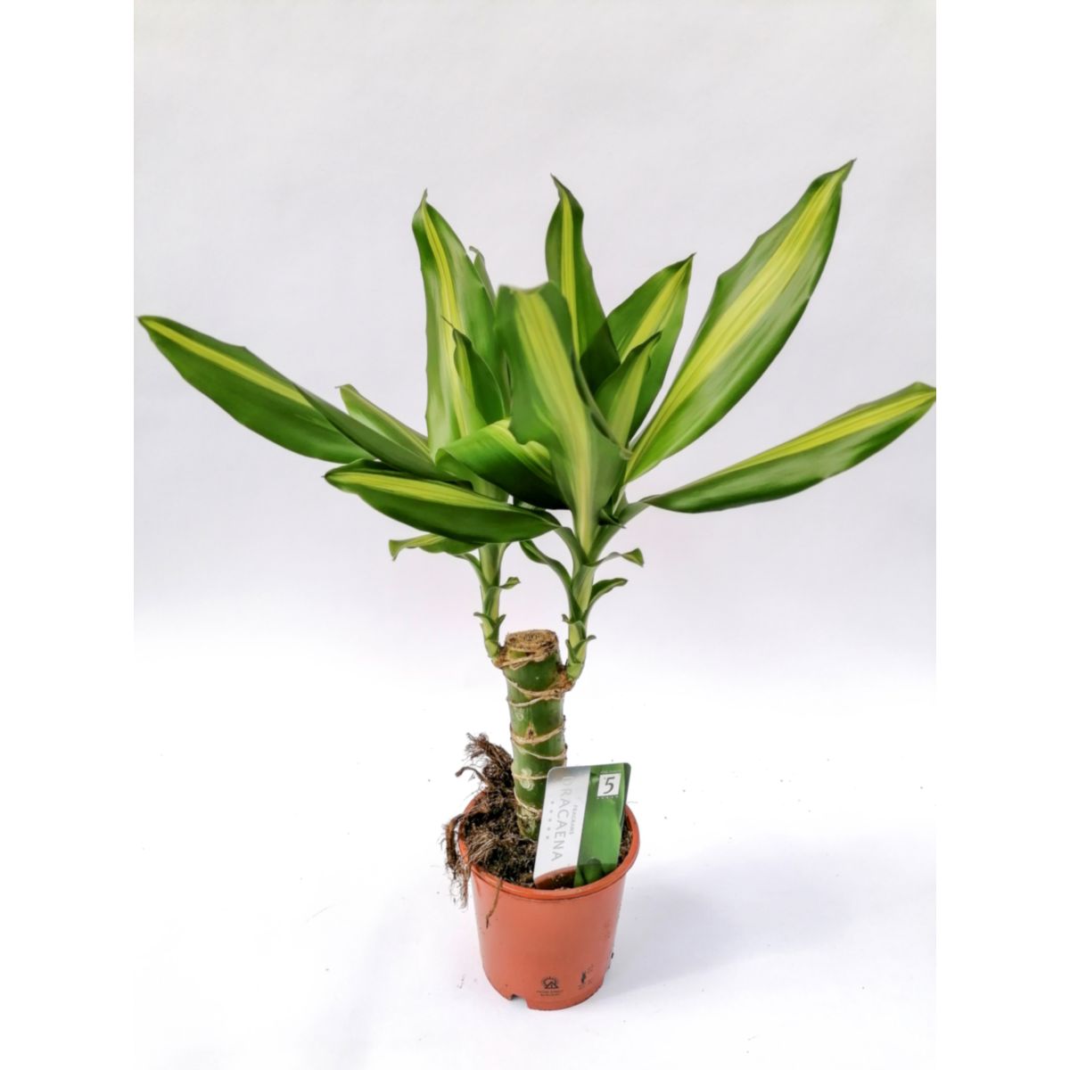 Plantiflor Drachenbaum Mix 45 cm T11