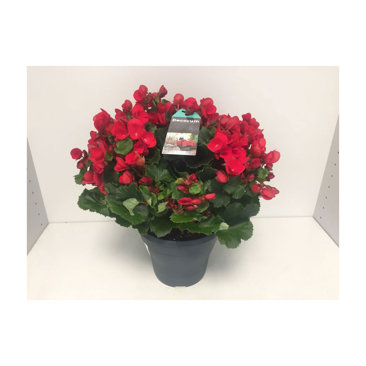 Plantiflor  Freiland-Begonie Betulia T19