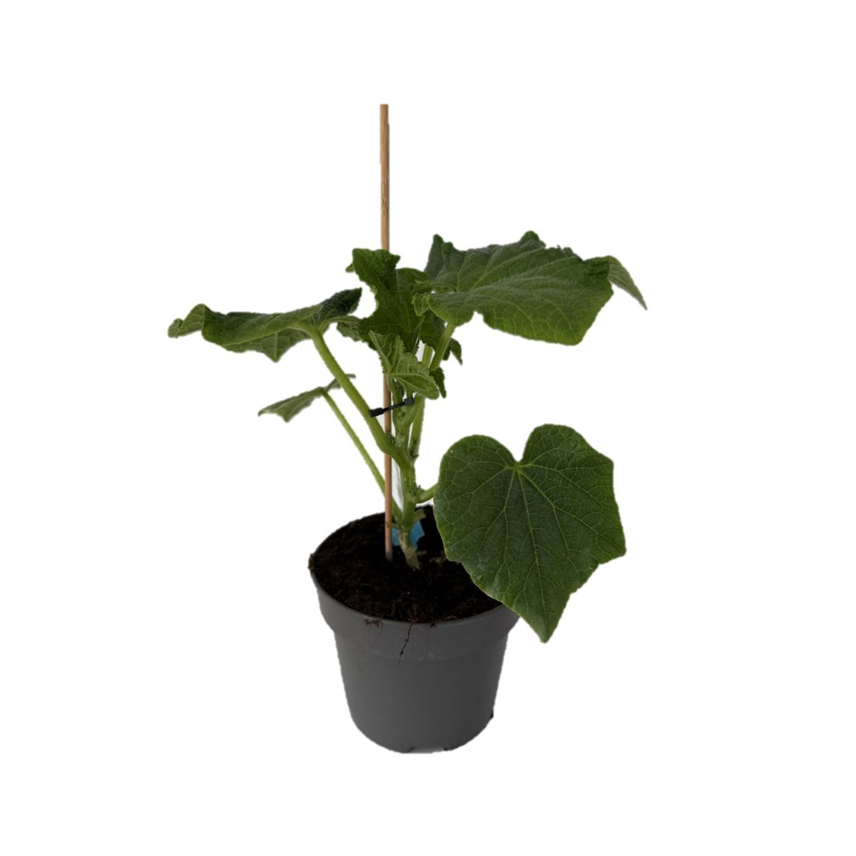 Plantiflor Gurken Mix Topf Durchmesser 12 cm