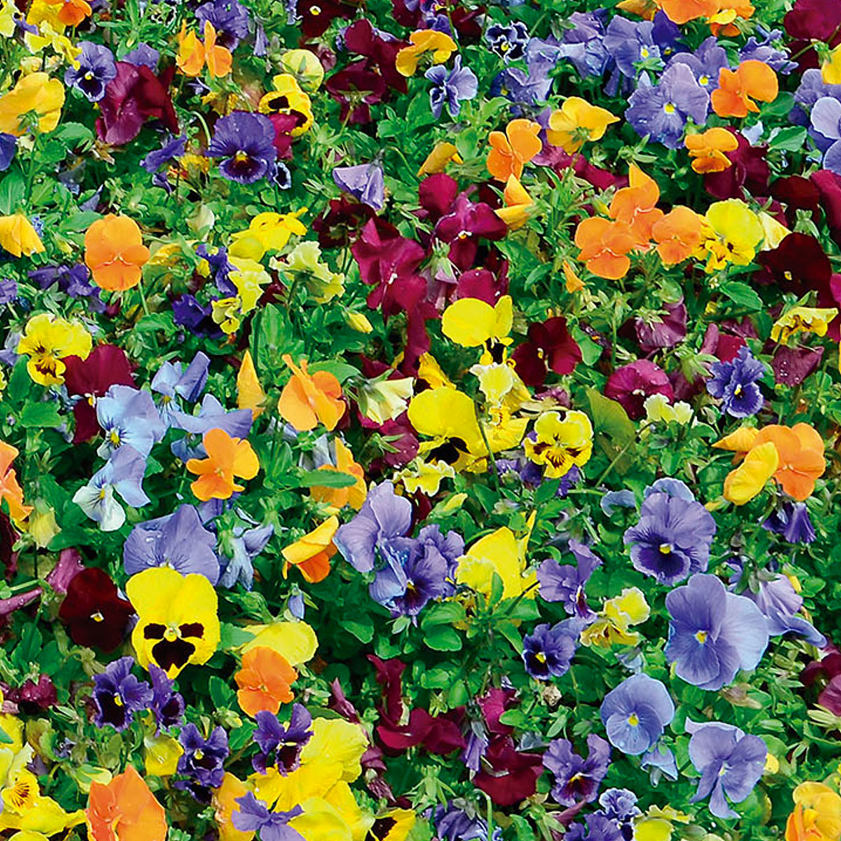 Starlyf Matte mit Blumensamen Flower Mat 2m x 0,45m Bild 7