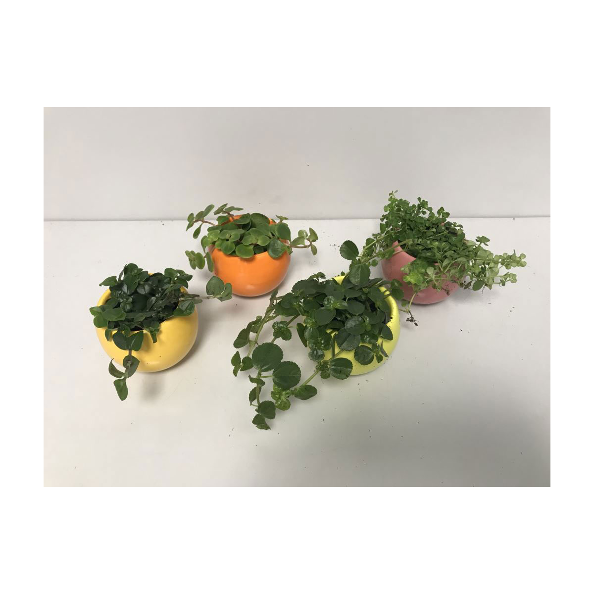 Plantiflor  Grünpflanzen-Mix Maritim-Keramik T6 versch Sorten