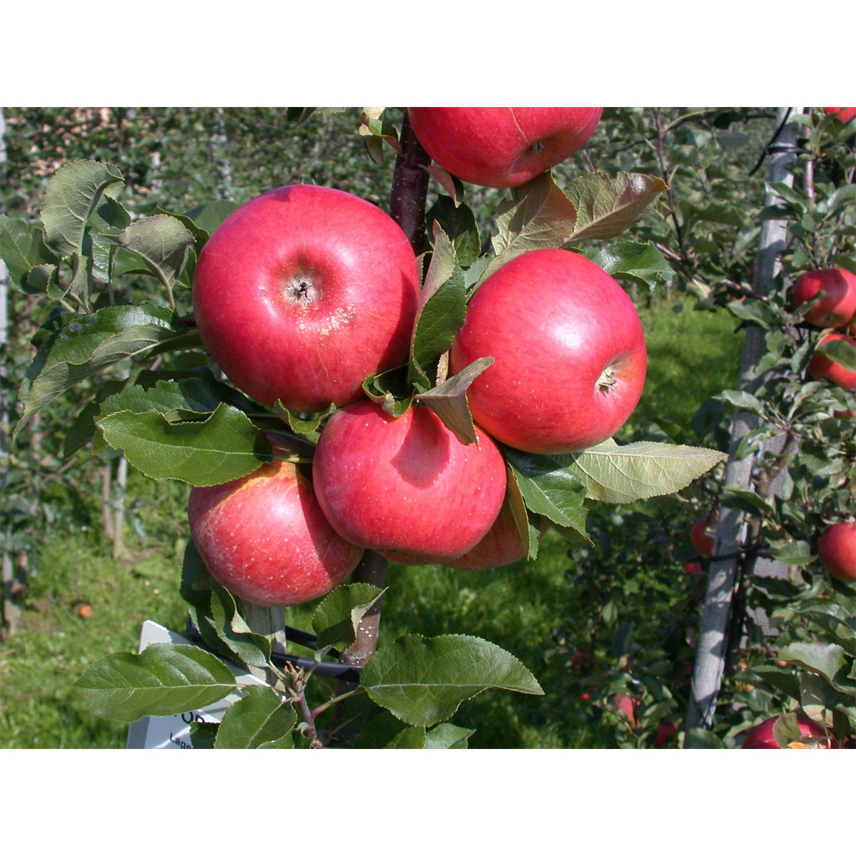 Plantiflor  BIO-Apfel 'Topaz'(S)