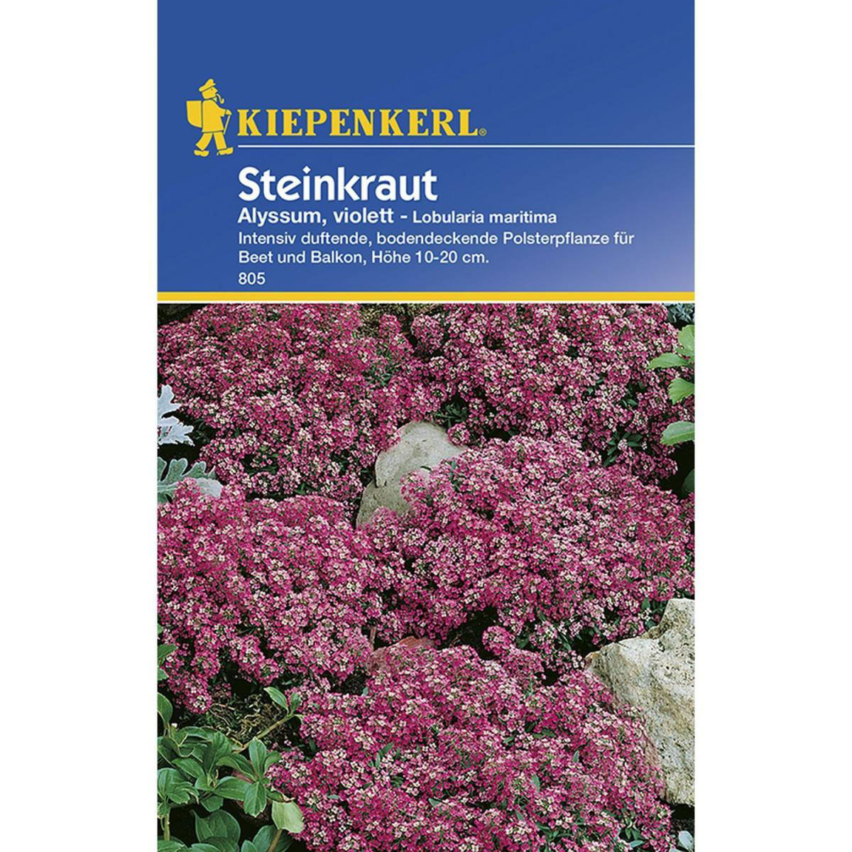 Kiepenkerl Steinkraut Alyssum violett