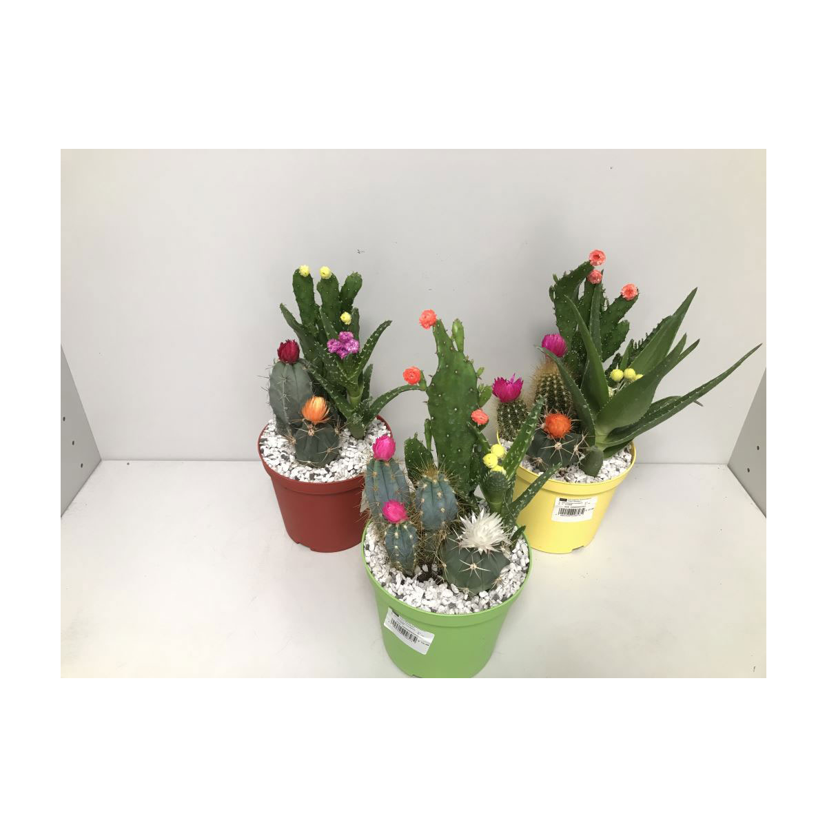 Plantiflor  Kakteen mit geklebten Blüten verschiedene Sorten T14