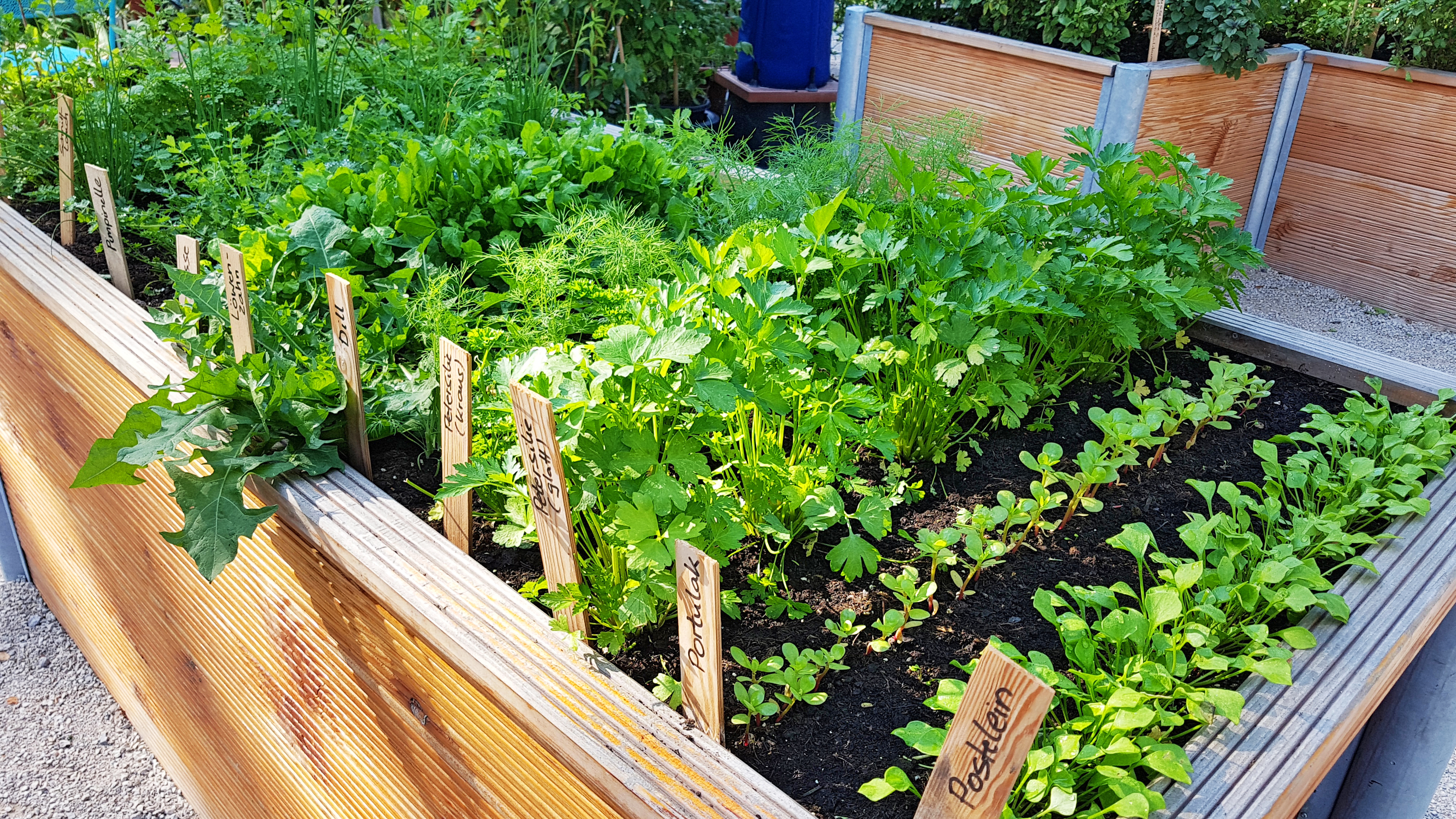 Ein Hochbeet mit verschiedenen Kräutern.