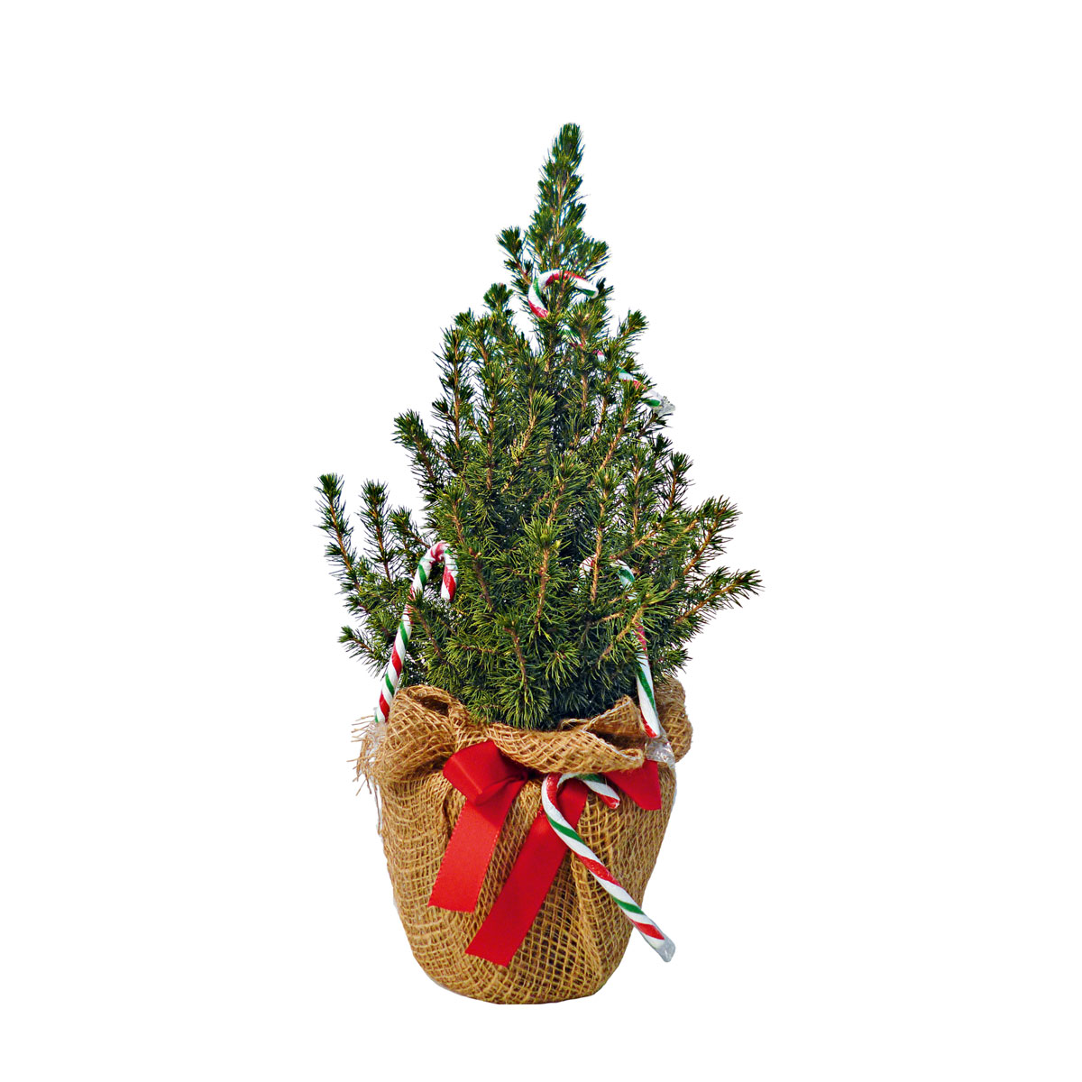 Plantiflor  Geschmückte Zuckerhutfichte 30-40 cm Bild 3