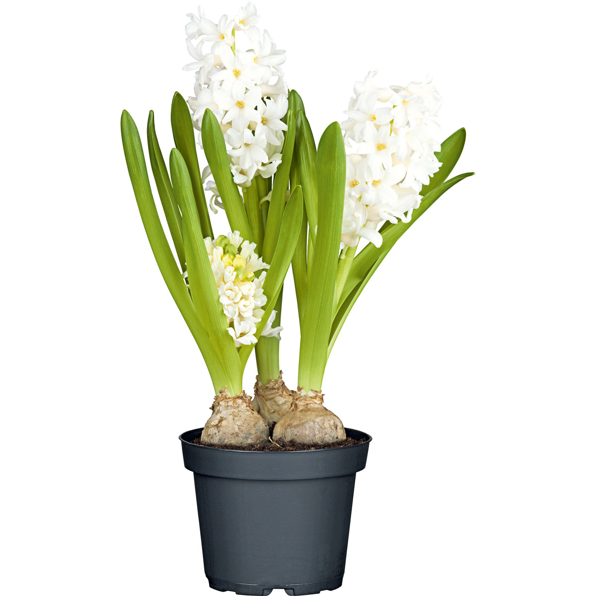 Plantiflor  Blumenzwiebeln Topf Durchmesser 10,5 cm Bild 1