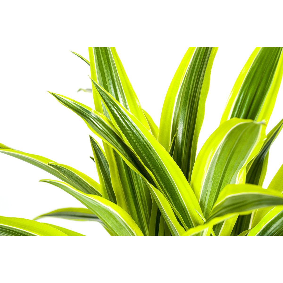 Duftender Drachenbaum „Lemon Lime“, Topf Ø 21 cm Bild 3