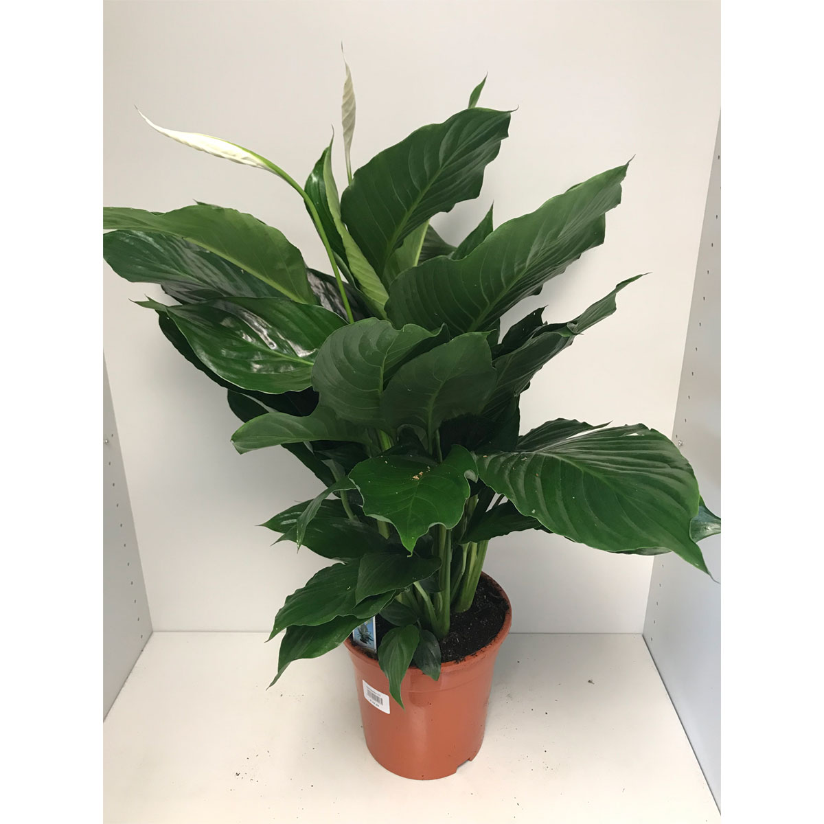 Plantiflor Einblatt Maximo 80 cm T21