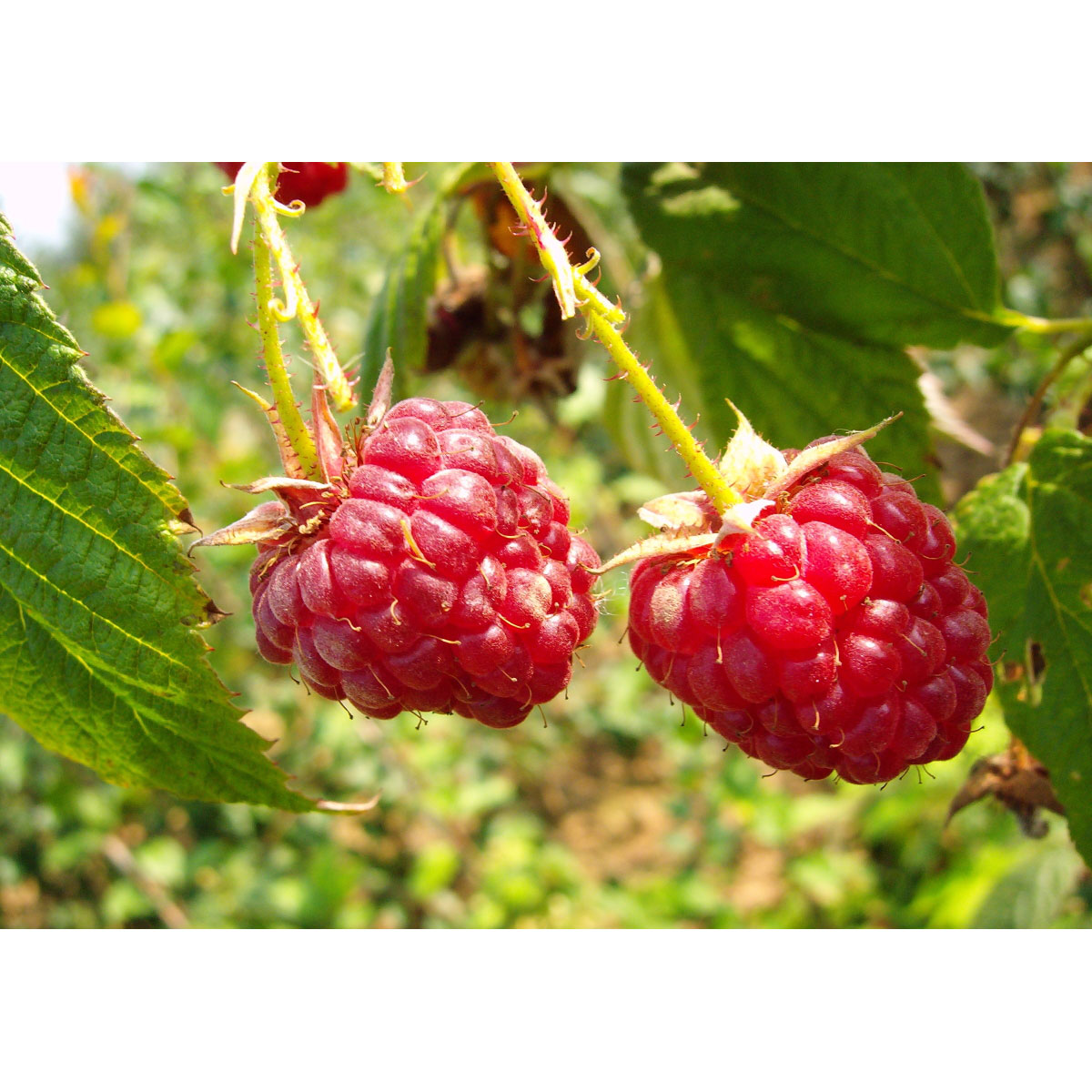 Himbeere Zefa Herbsternte