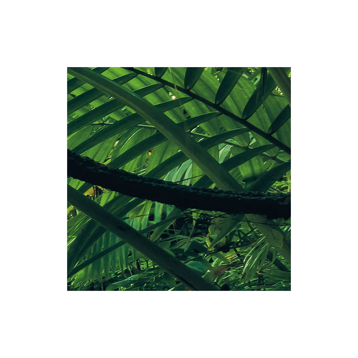 Komar  Vlies Fototapete Into The Jungle 400x250 cm Bild 8