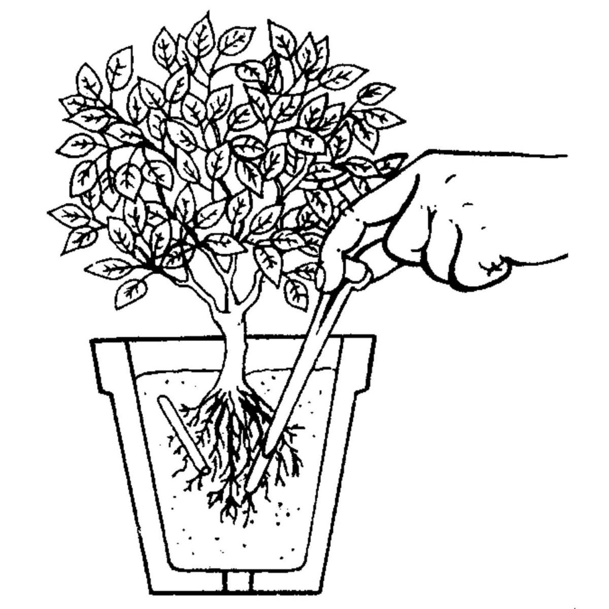 Compo BIO Tomaten- und Gemüse Düngestäbchen 20 Stäbchen Bild 2