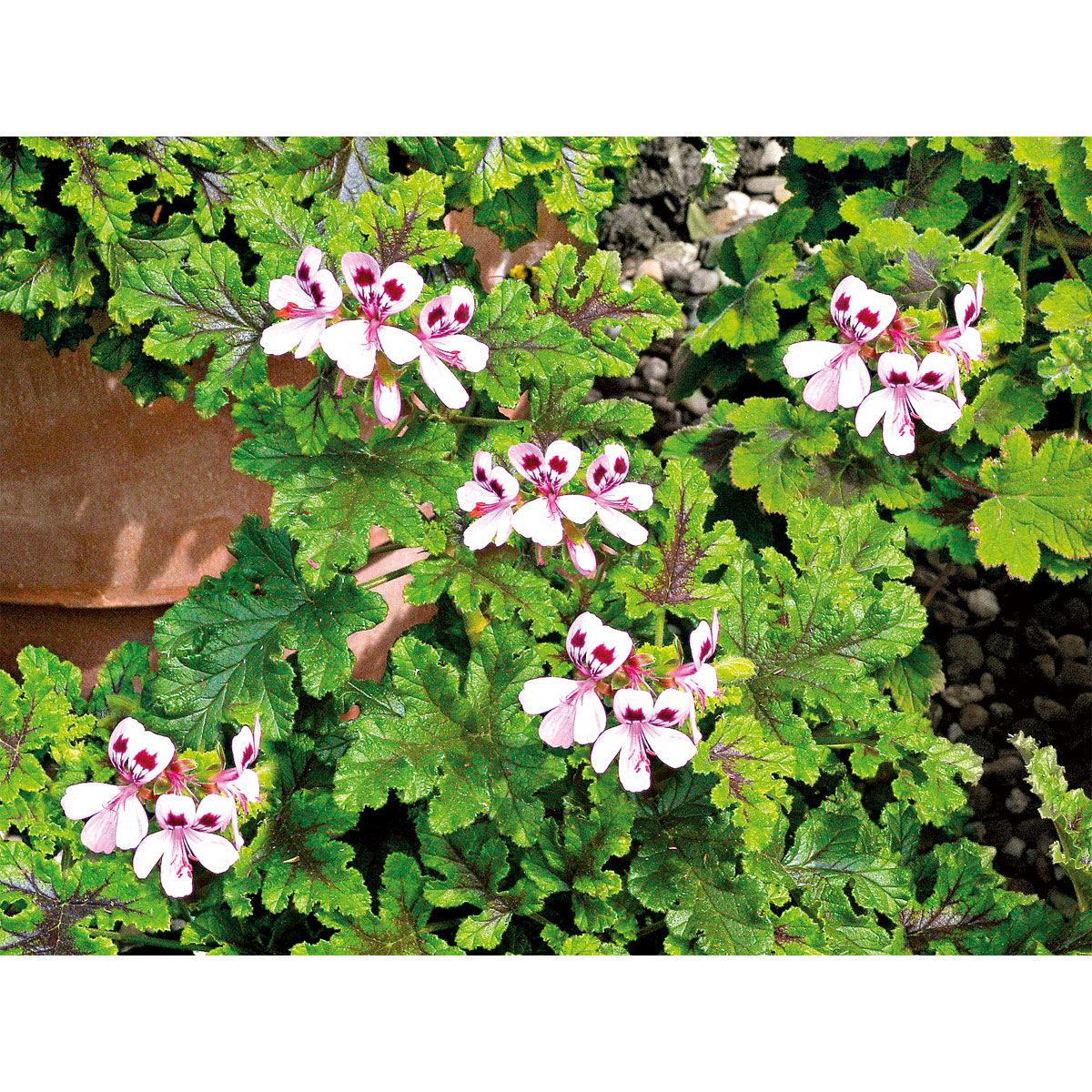 Plantiflor  Duftgeranie Topf Durchmesser 12 cm