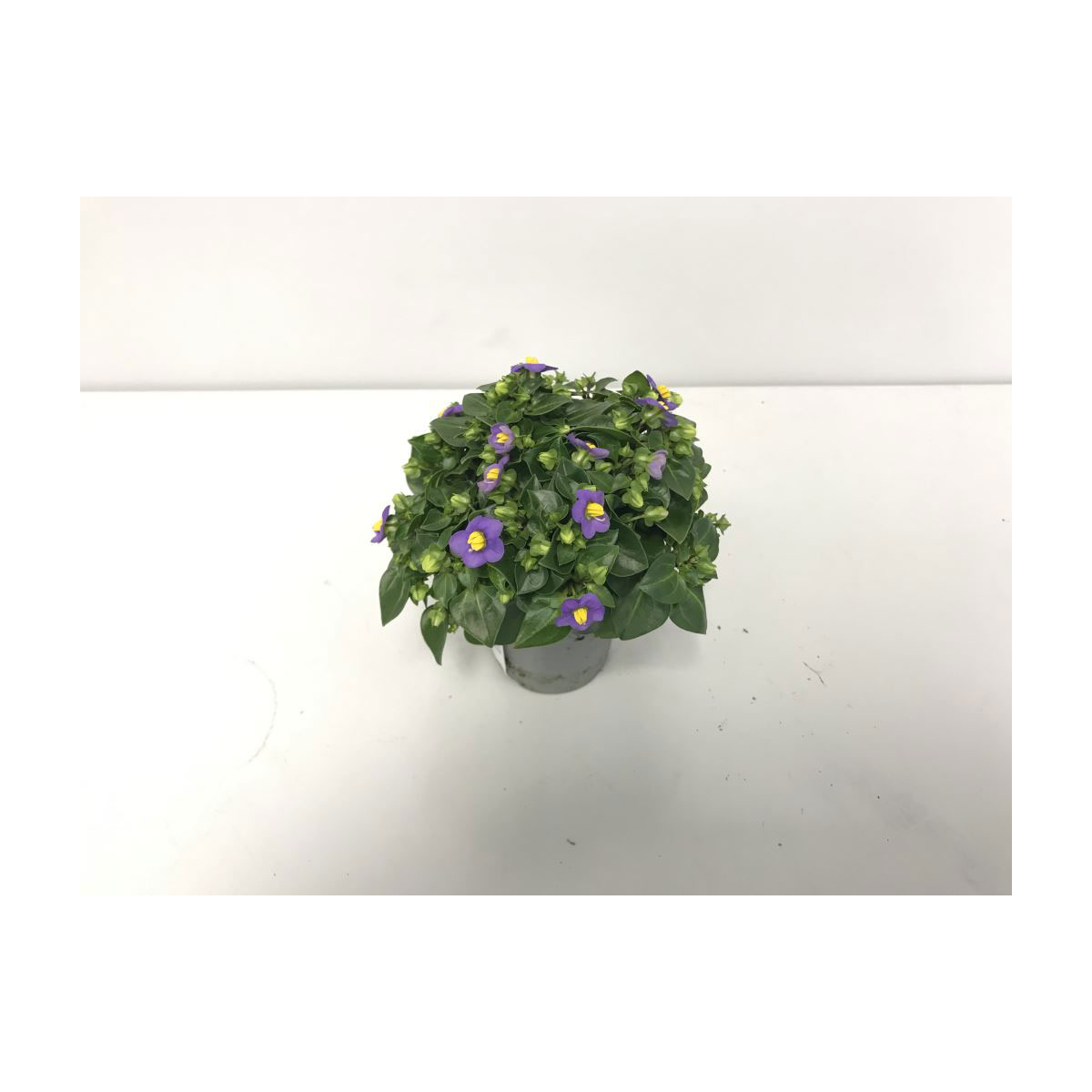 Plantiflor  Blaues Lieschen Mini T6