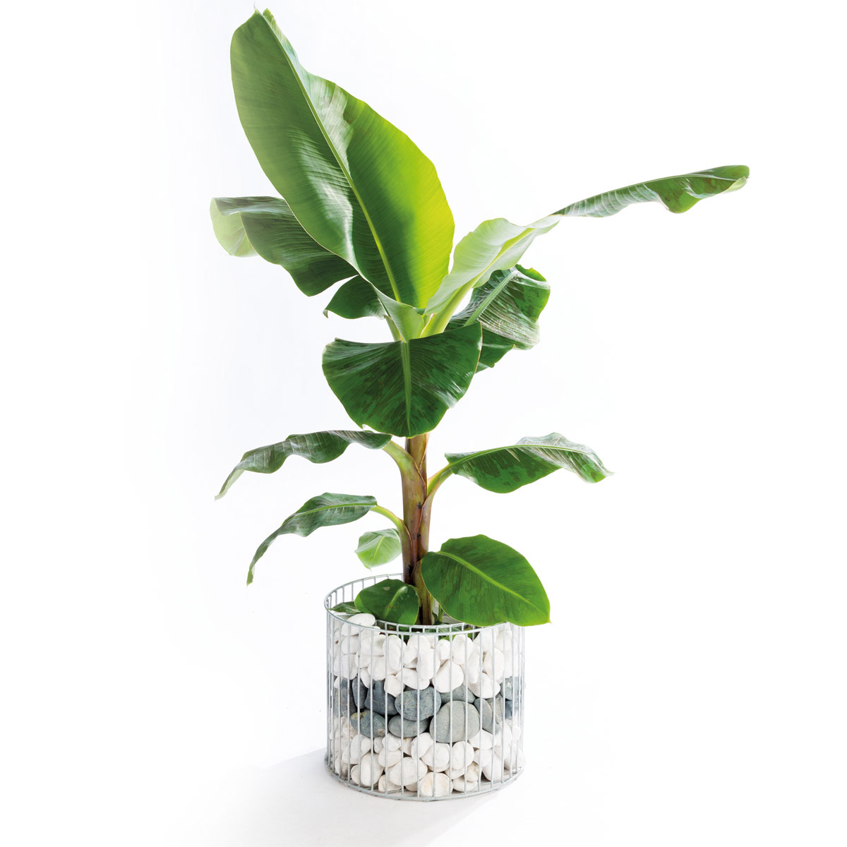 Wilk Gabionen-Pflanzgefäß Amber L Bild 3