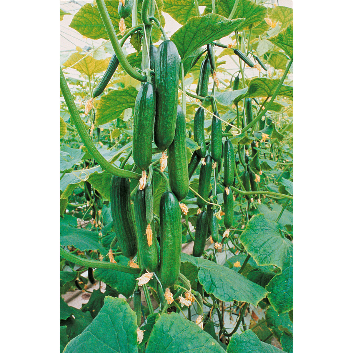 Plantiflor  Schlangengurke plastikfrei Topf 12 cm Bild 3