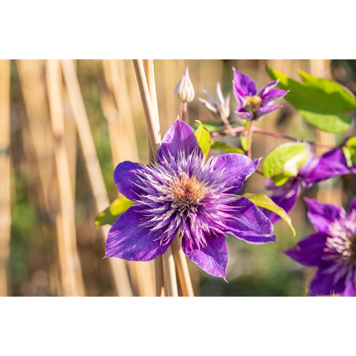 Plantiflor Blaue Großblumige Waldrebe Multi Blue Topf Durchmesser 17 cm