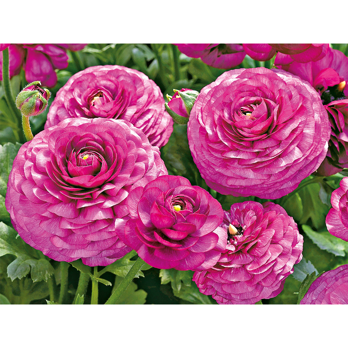 Plantiflor Ranunkel Topf Durchmesser 11 cm Bild 4