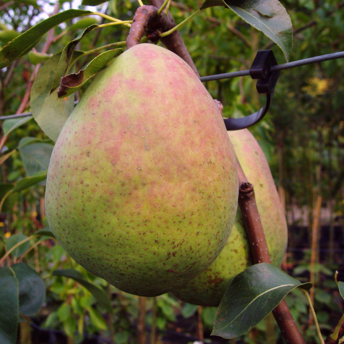 Birne Alexander Lucas