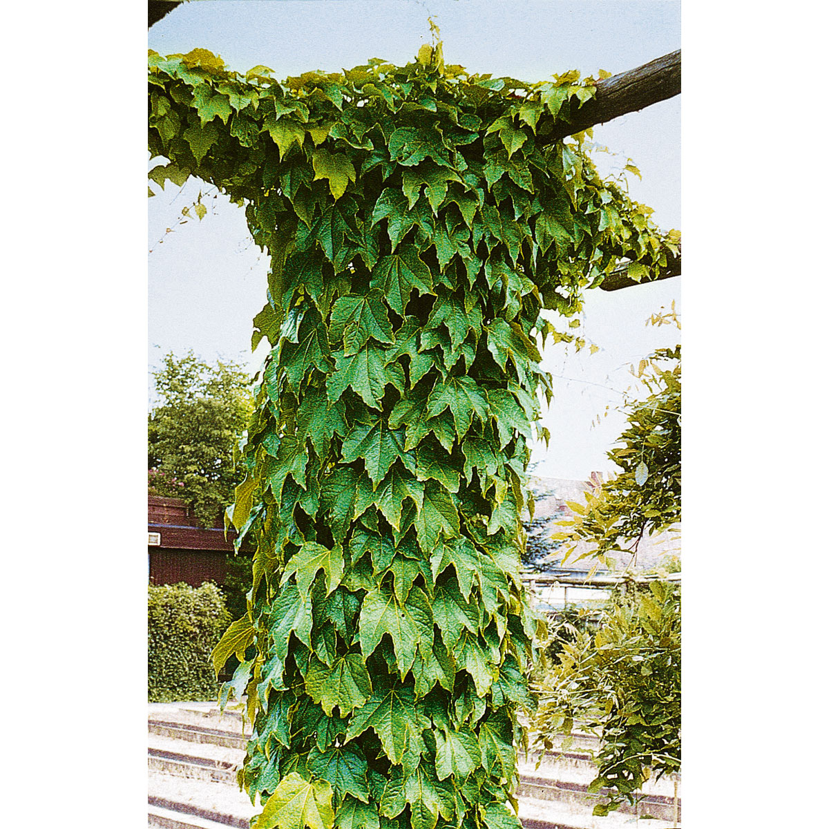 Plantiflor Wilder Wein Topf Durchmesser 17 cm Bild 5