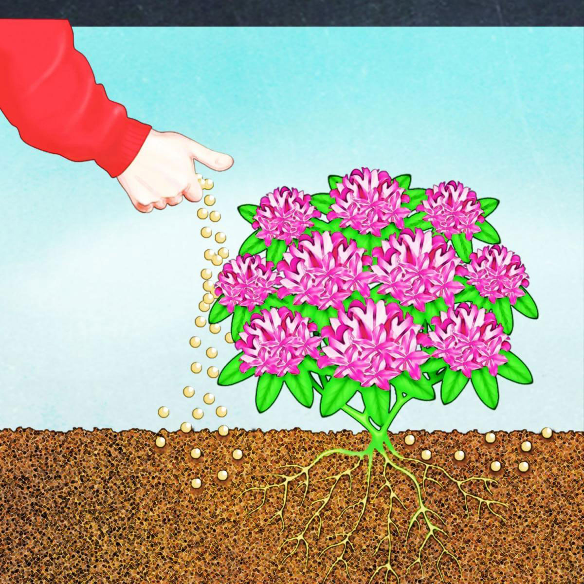 Compo BIO Rhododendron- und Hortensien Langzeit-Dünger mit Schafwolle 0,75 L Bild 6