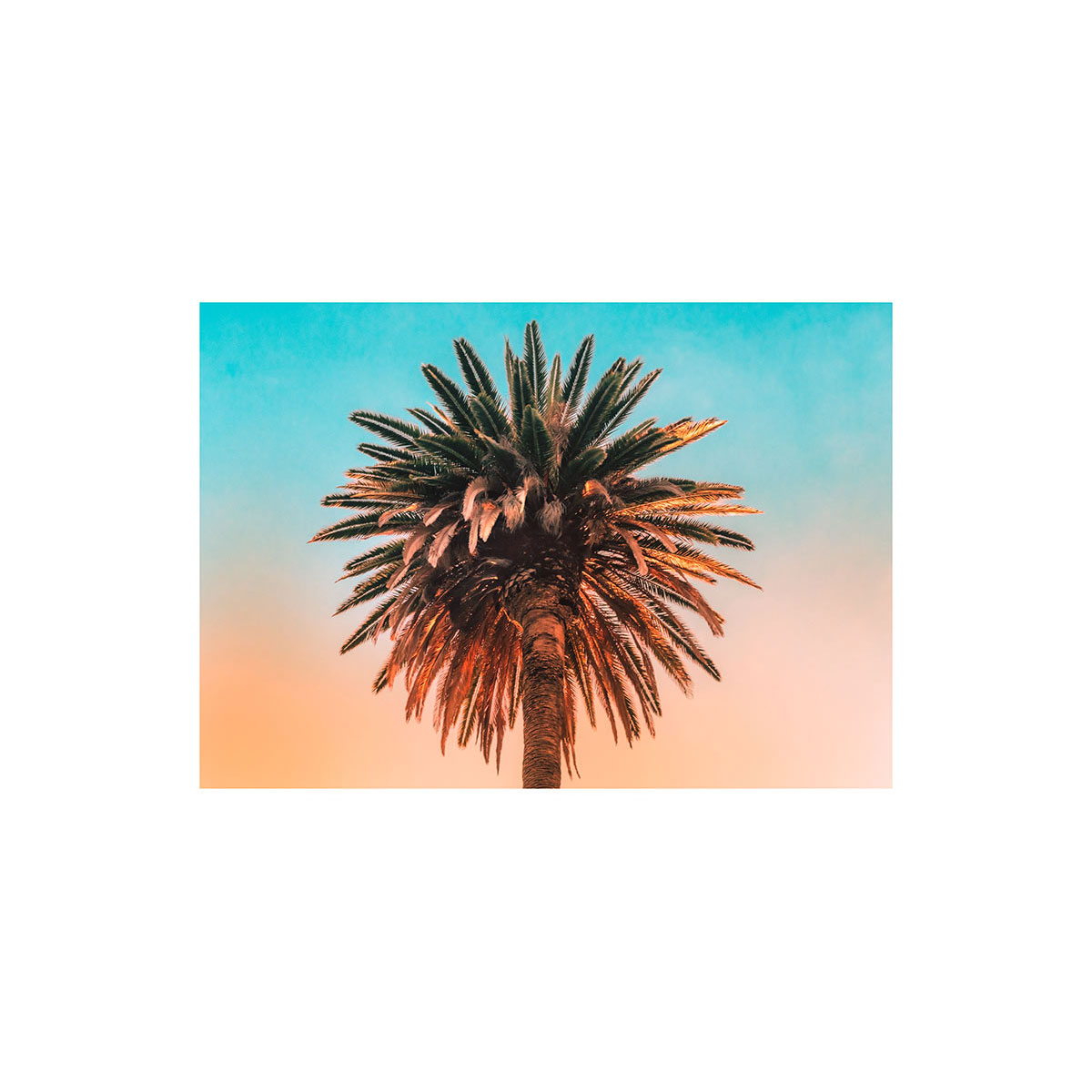 Komar  Wandbild Palm Tree 50x40 cm Bild 2