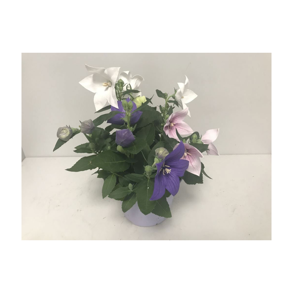 Plantiflor  Ballonblume 3-farbig Durchmesser 15 cm