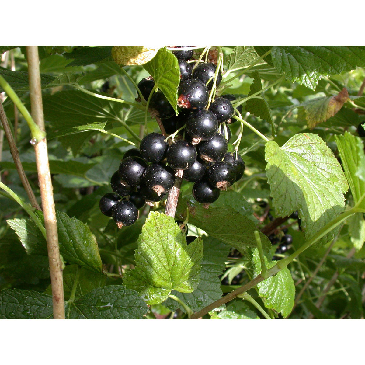 Plantiflor Schwarze Johannisbeere Titania Topf Durchmesser 23 cm