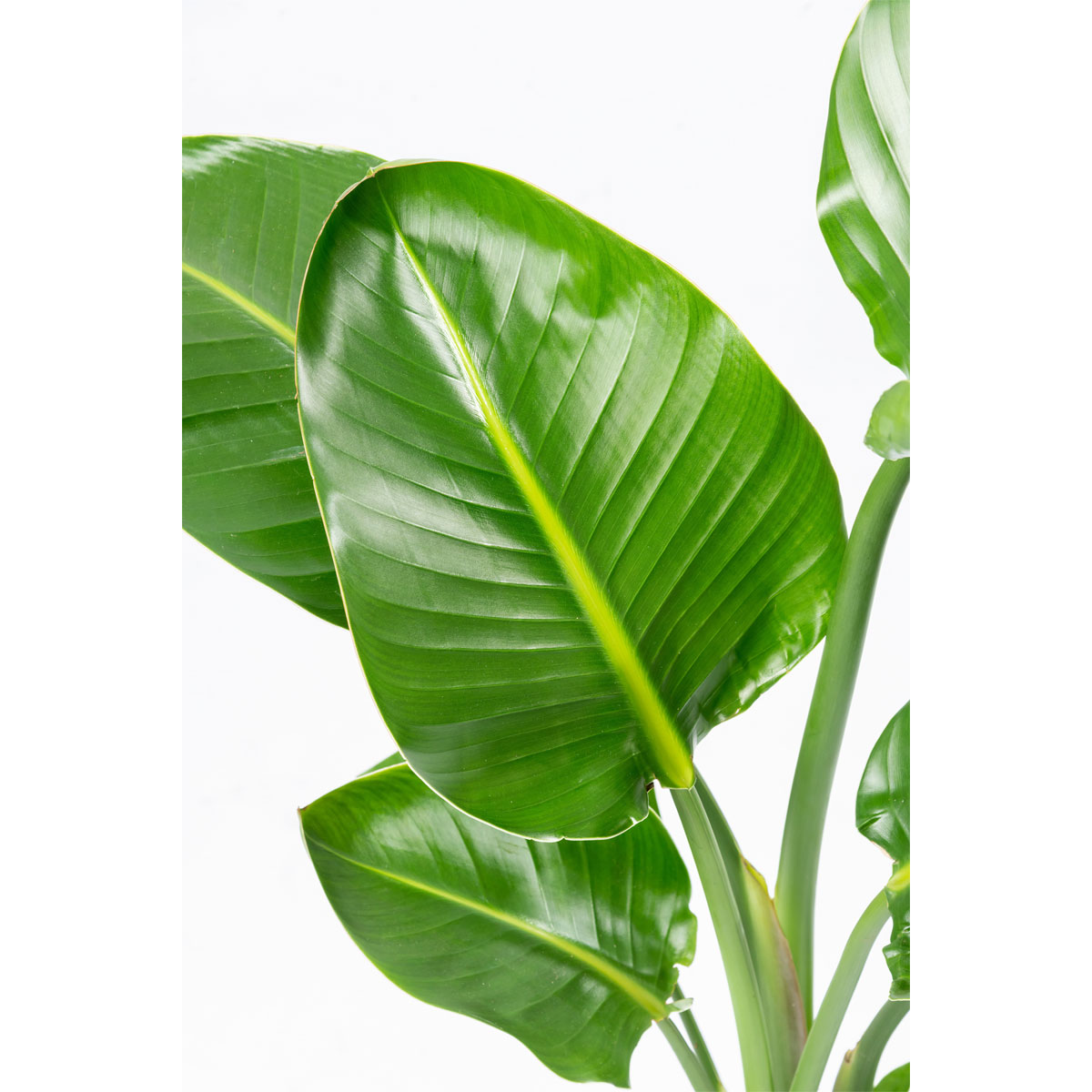 Plantiflor  Baumstrelitzie Topf-Ø 19 cm, Bild 2