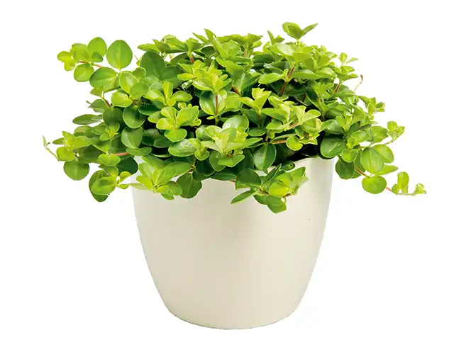 Peperomia im Topf
