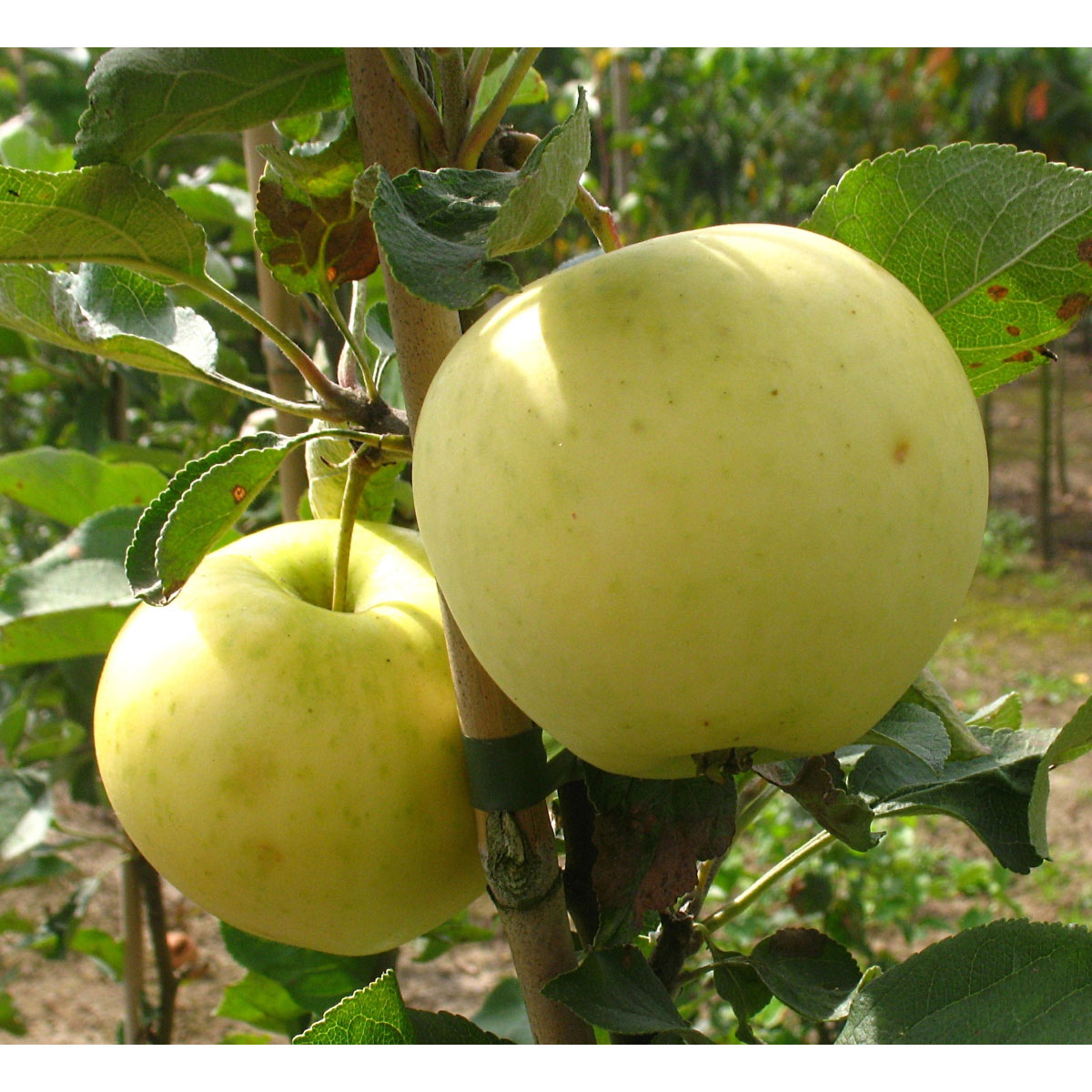 Apfel Weißer Klarapfel