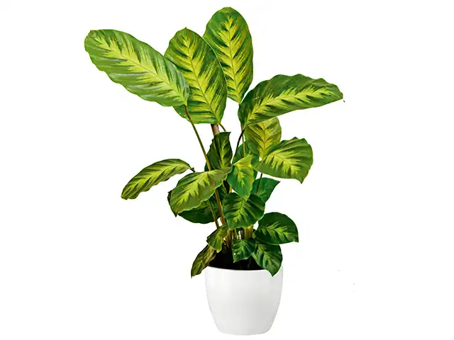 Eine grüne Pflanze mit länglichen Blättern steht in einem weißen Blumentopf.