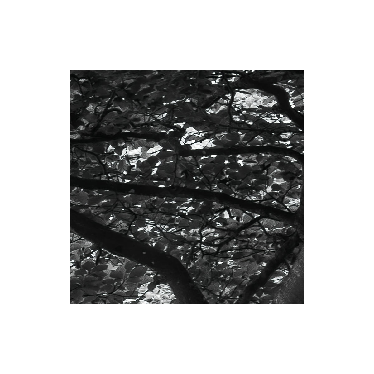 Komar  Vlies Fototapete Forevenue 250x280 cm Bild 6