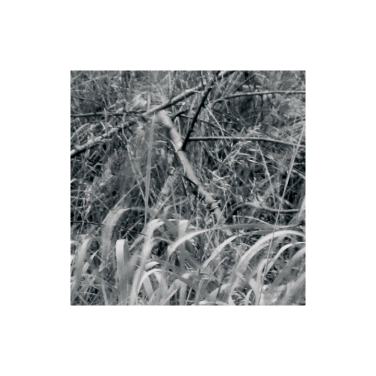 Komar  Vlies Fototapete Woods 400x270 cm Bild 6