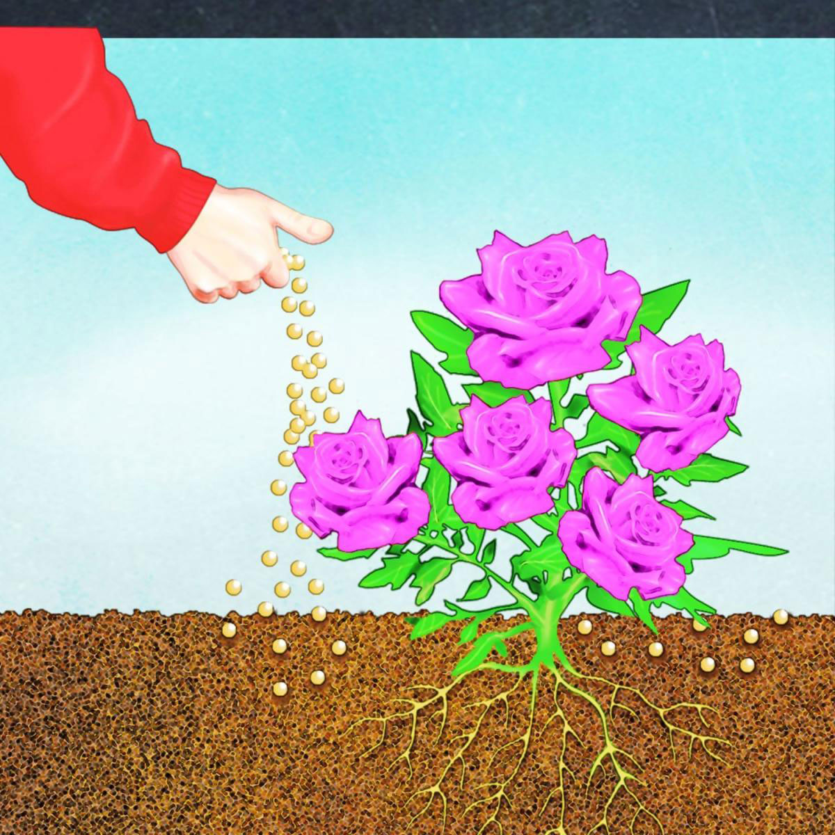 Compo BIO Rosen Langzeit-Dünger mit Schafwolle 0,75 L Bild 6