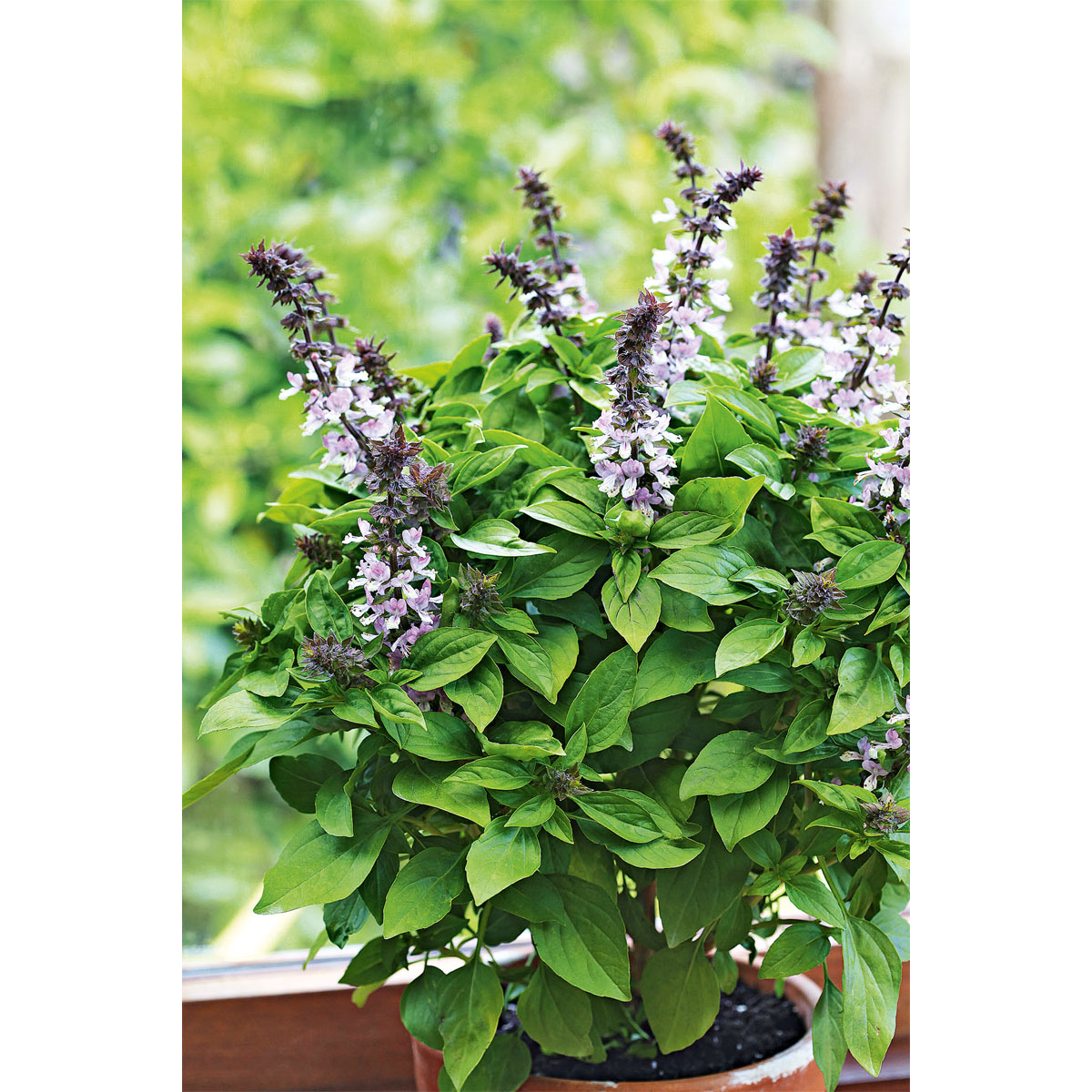 Plantiflor  Gourmetkräuter Strauchbasilikum Topf Durchmesser 12 cm