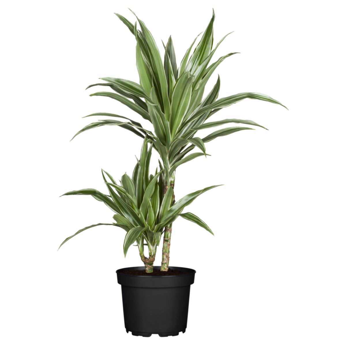 Plantiflor Drachenbaum Dracaena, Topf-Durchmesser 17cm