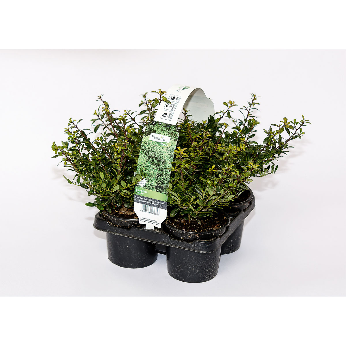 Plantiflor  Berg-Ilex Stokes 4er-Pack Bild 2