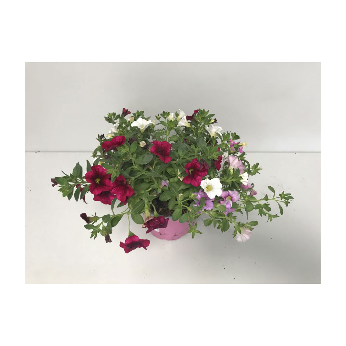 Plantiflor  Zauberglöckchen Crazy Einhorn T12 Bild 2