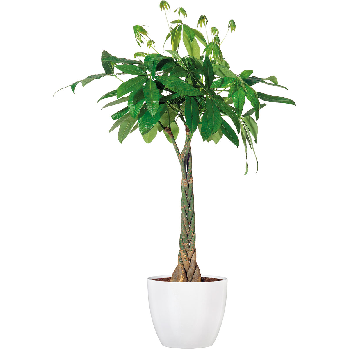 Glückskastanie Wilder Kakaobaum 75 cm