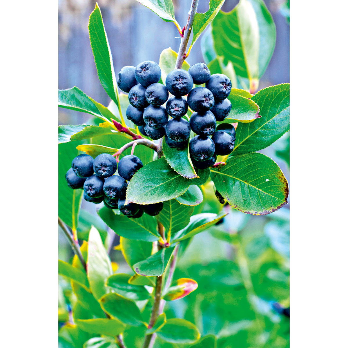 Plantiflor Schwarze Apfelbeere Topf Durchmesser 17 cm Bild 2