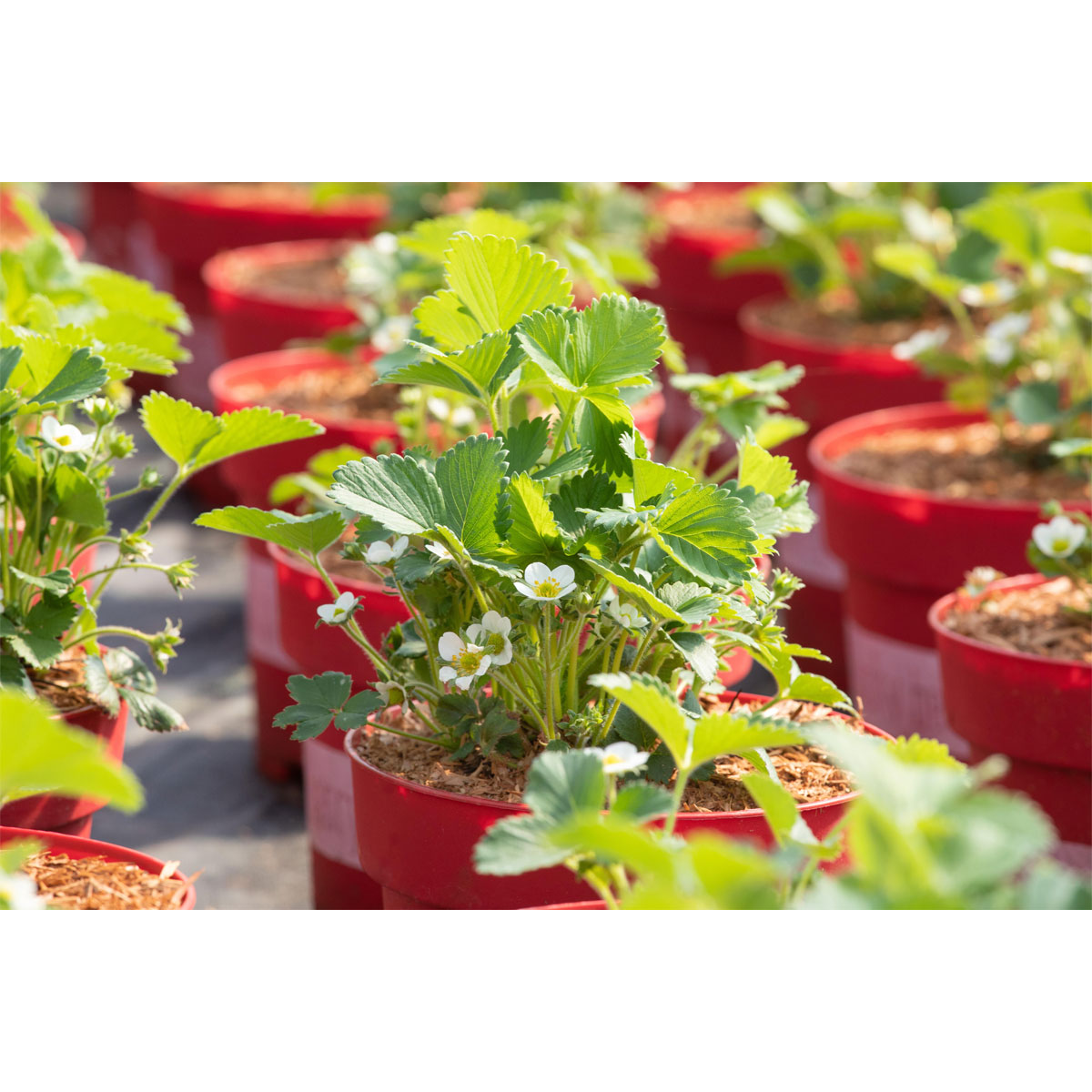 Plantiflor Die 4-Monats-Erdbeere Lucky Berry Topf Durchmesser 22 cm