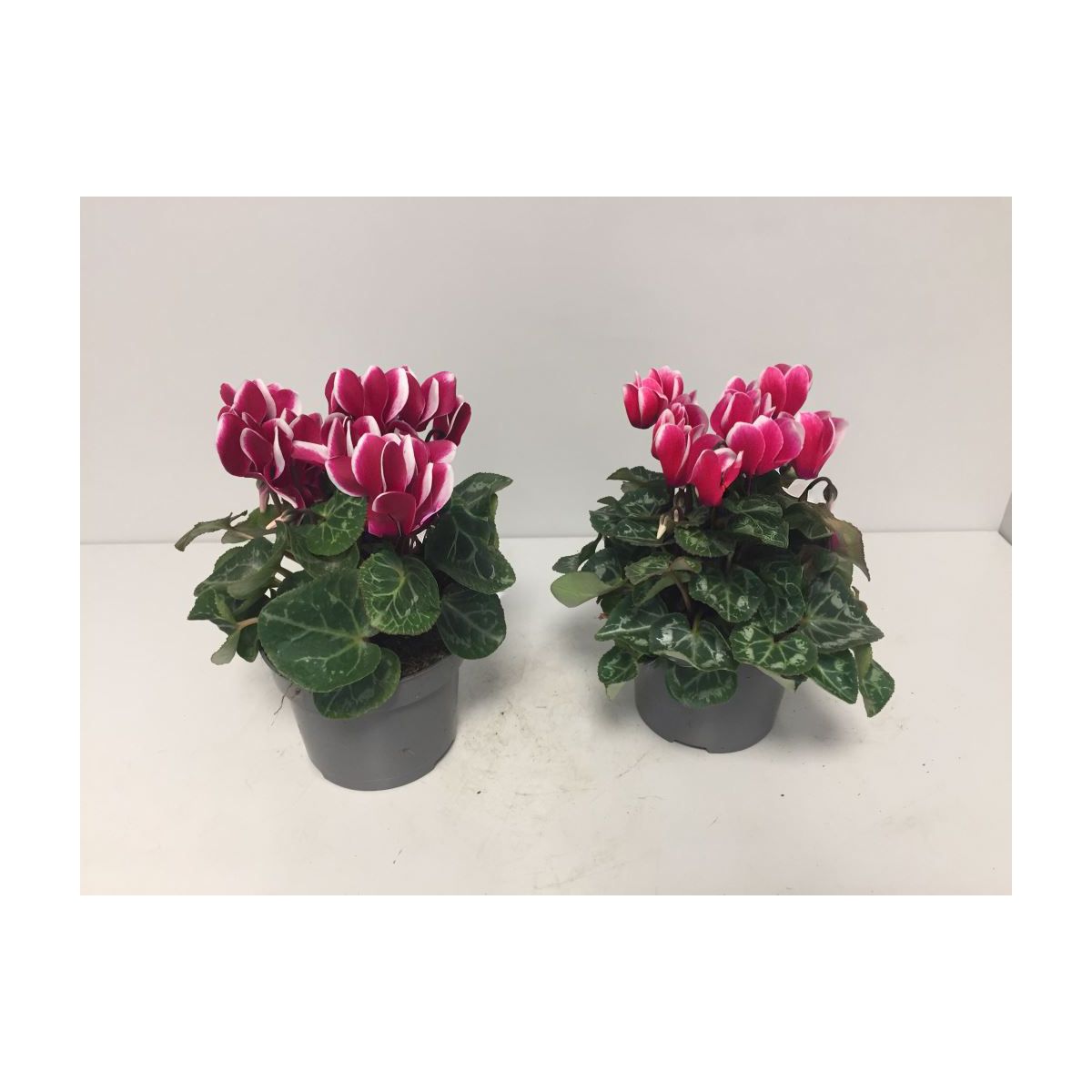 Plantiflor  Alpenveilchen zweifarbige Blüte Durchmesser 11 cm