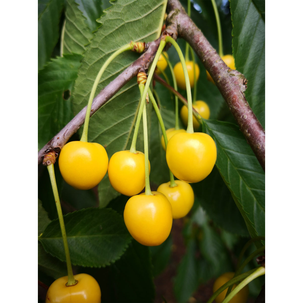 Zwerg-Kirsche Dönissens Gelbe Knorpelkirsche