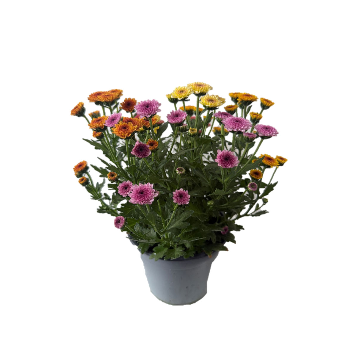 Chrysantheme Jellyfish 5-farbig im 14 cm Topf Bild 1