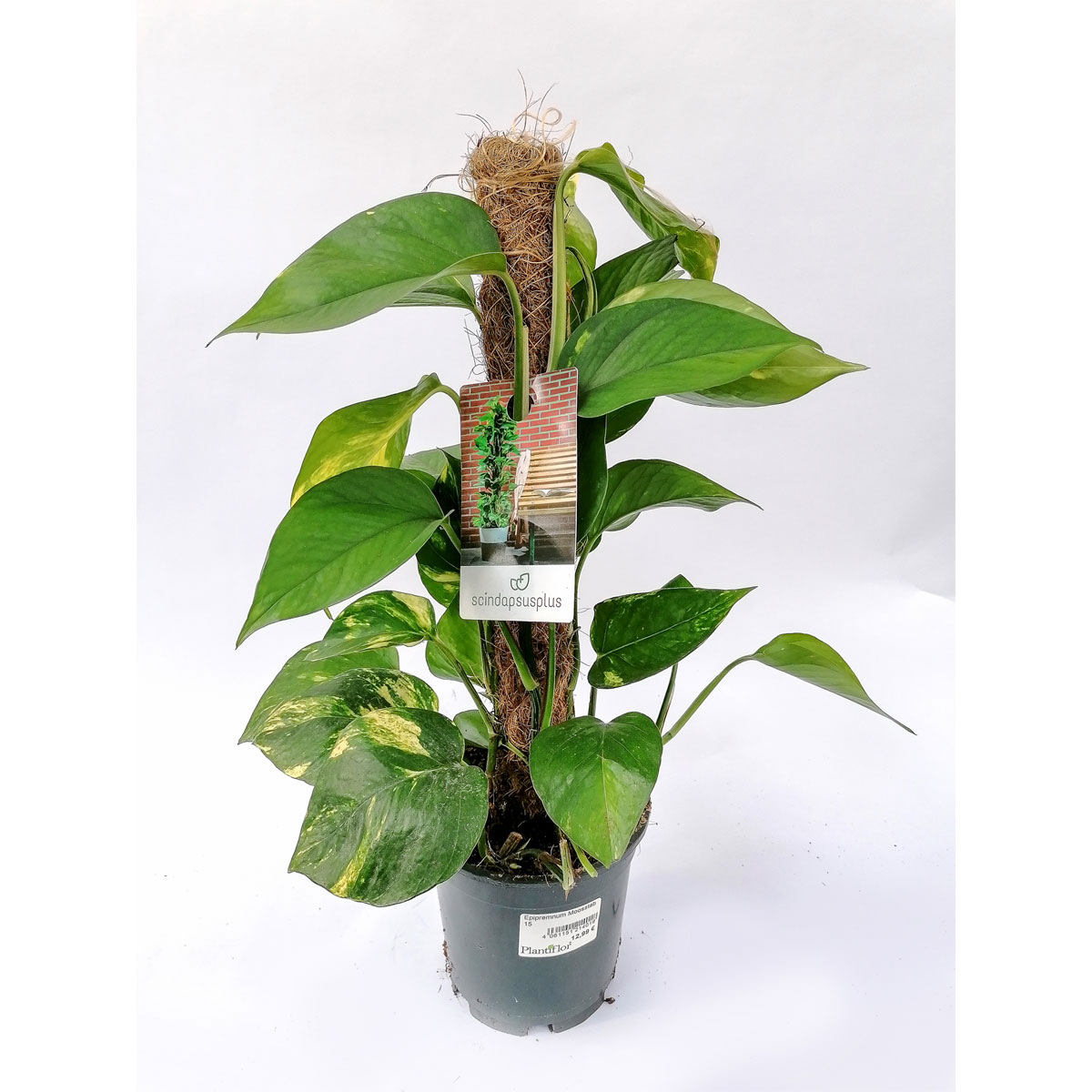 Plantiflor Efeutute am Moosstab 50 cm T15